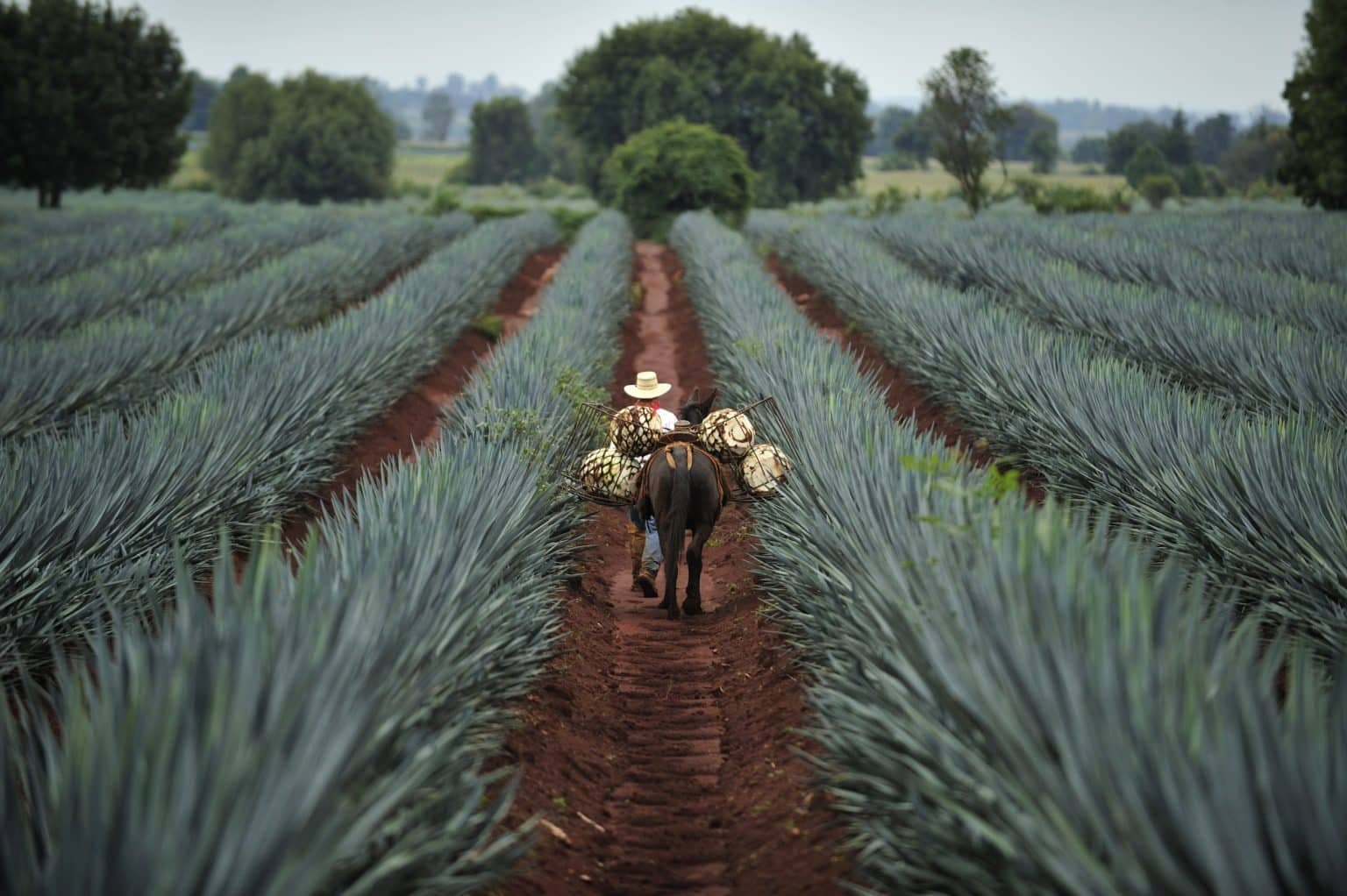 Champs agave production mezcal tequila